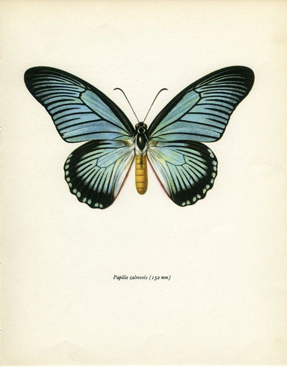 570x729 Vintage Print African Swallowtail By Marcadevintageprints On Etsy