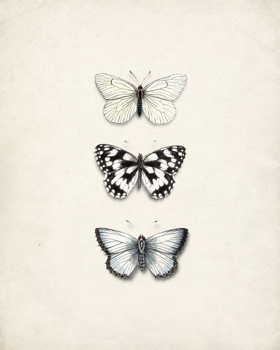 570x713 Butterflies Wall