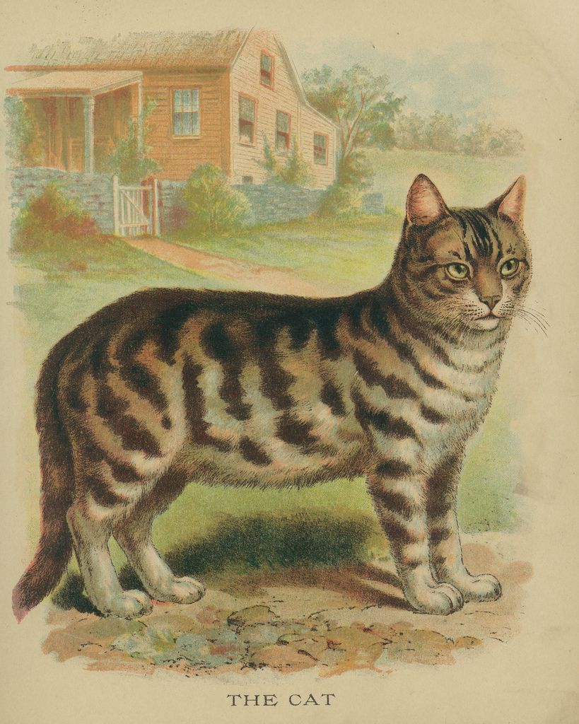 819x1024 All Sizes Vintage Cat Drawing