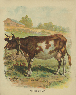 256x320 All Sizes Vintage Cow Drawing