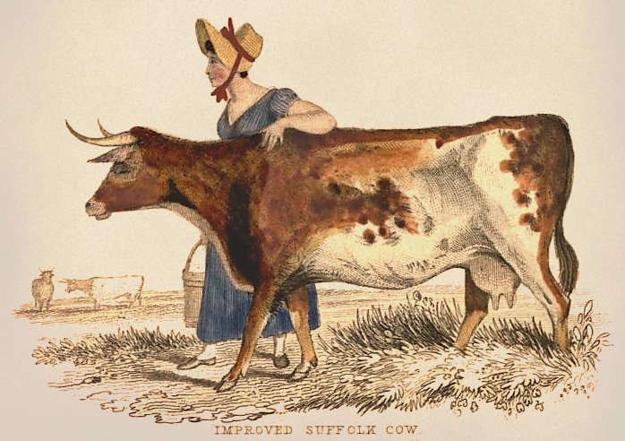 698x492 Suffolk Cow Drawing