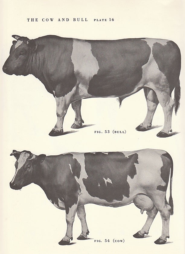 613x842 Vintage Cow And Bull Side View Illustration Book Page. $8.00, Via