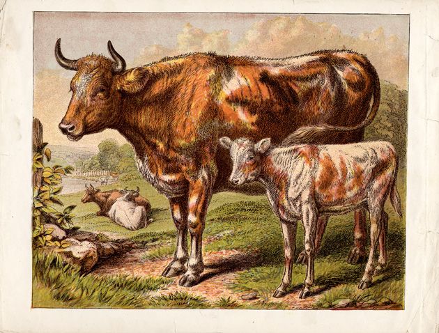 630x478 Vintage Cows Image