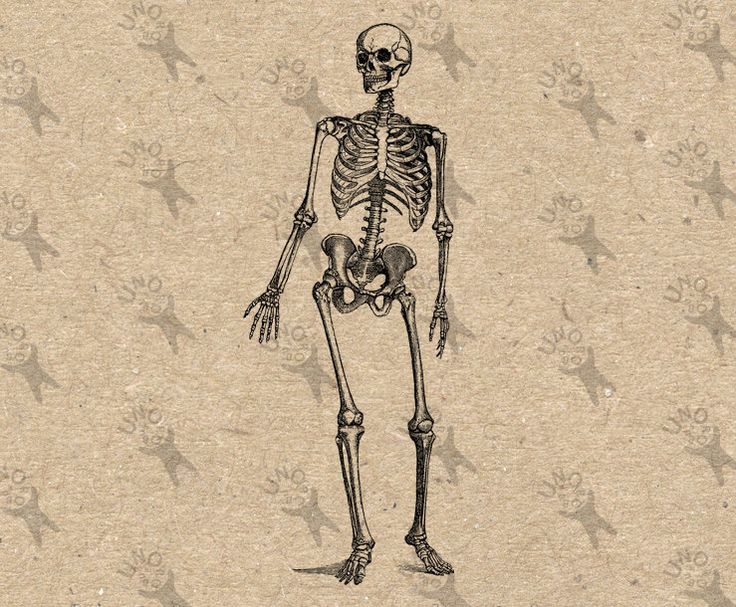 736x607 34 Best Vintage Drawing Human Anatomy Images