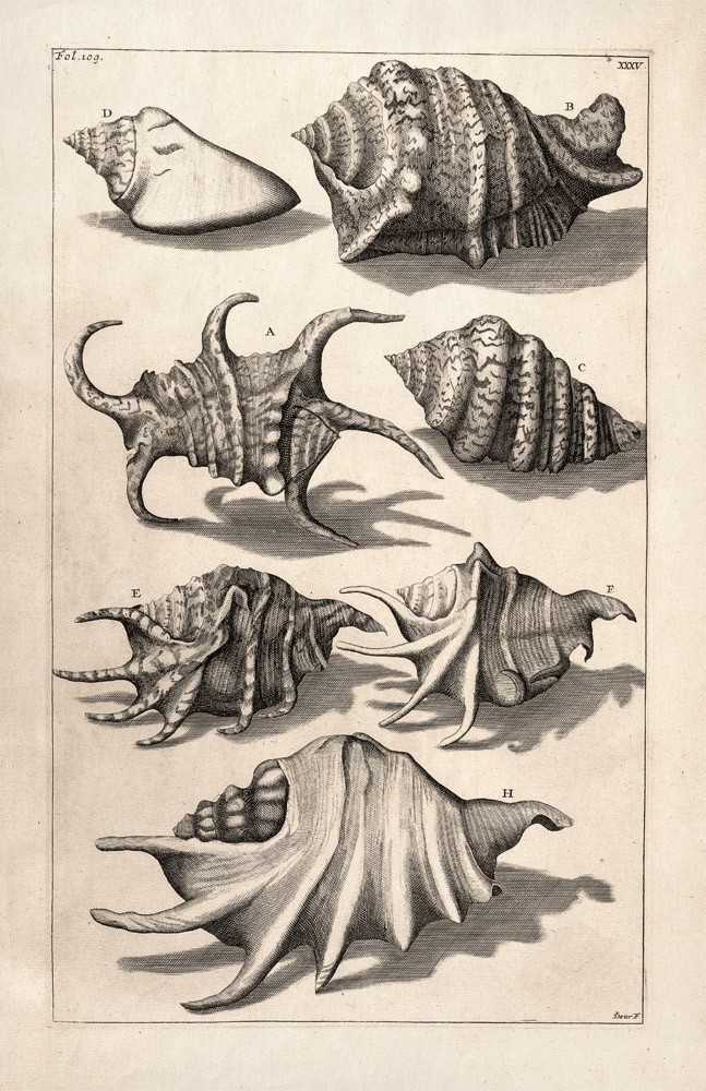 647x1000 Black And White Vintage Shell Drawings Shells Ideas