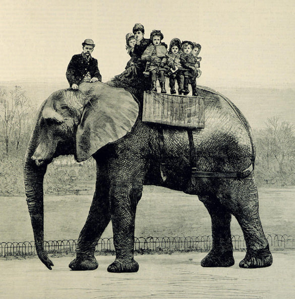 585x593 Elephant Drawings Free Printable, Jpeg, Png Format Download