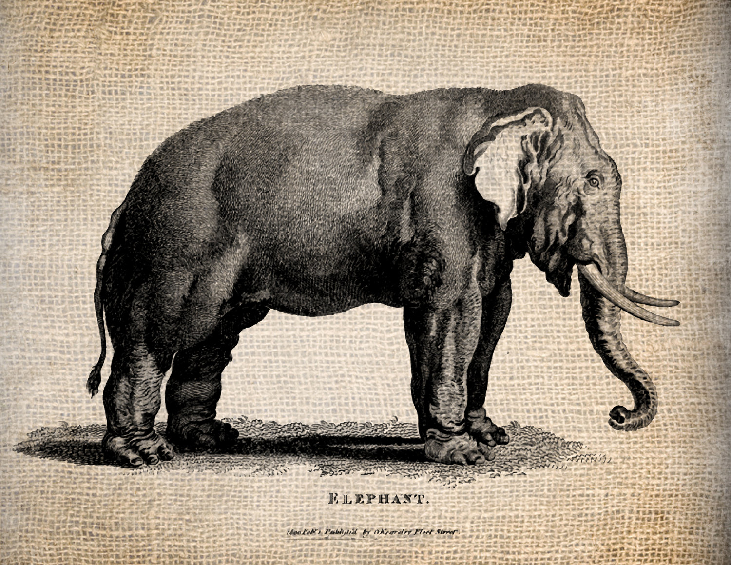 1500x1159 Evolution Of The Elephants