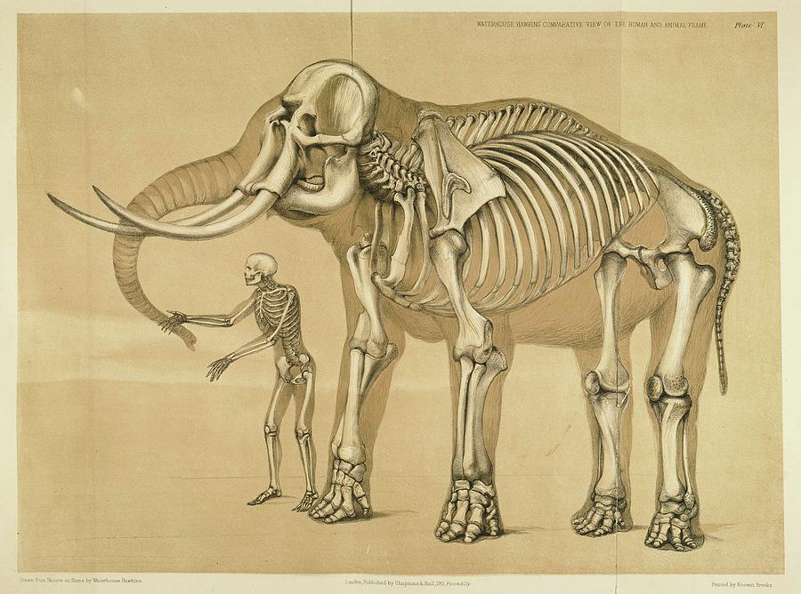 900x668 Vintage Elephant And Human Skeleton Illustration Drawing By