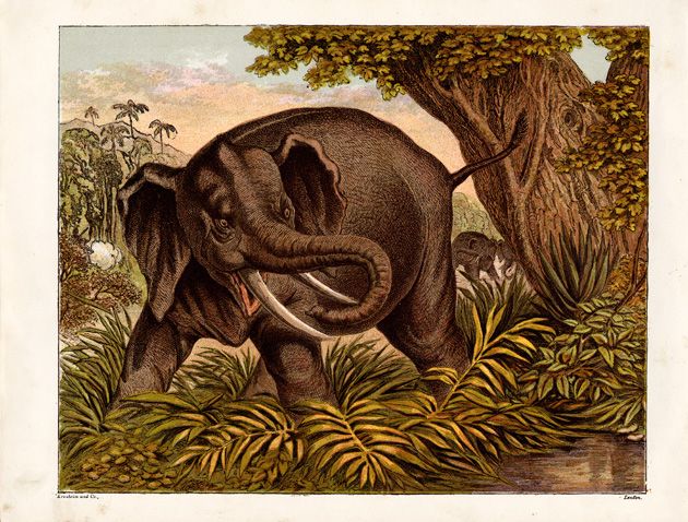 630x478 Vintage Elephant Drawing