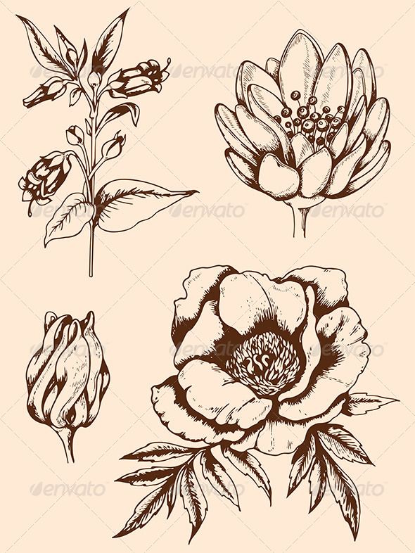 590x786 Vintage Hand Drawn Flowers Hand Drawn Flowers, Draw Flowers