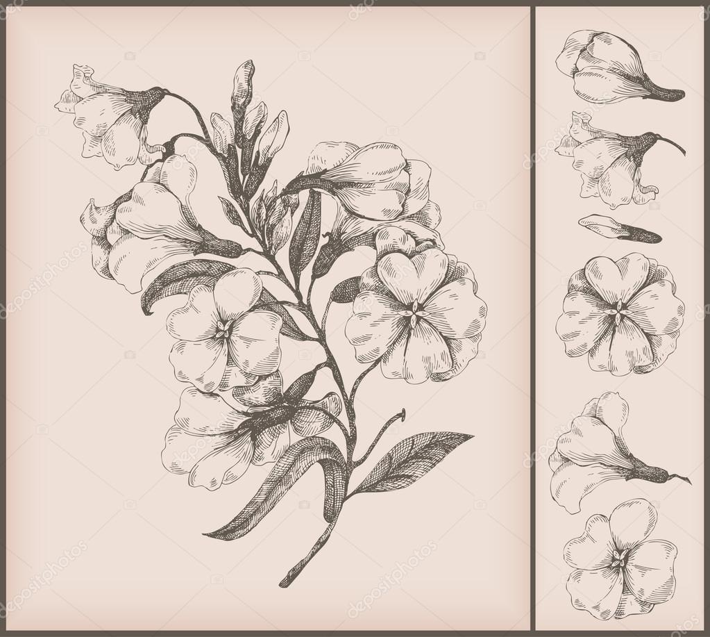 1023x917 Vintage Flower Drawing Stock Vector Teacept
