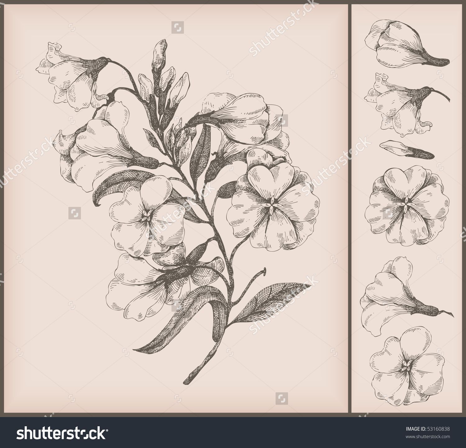 1500x1444 Vintage Flower Drawing Banco De Vetorial 53160838