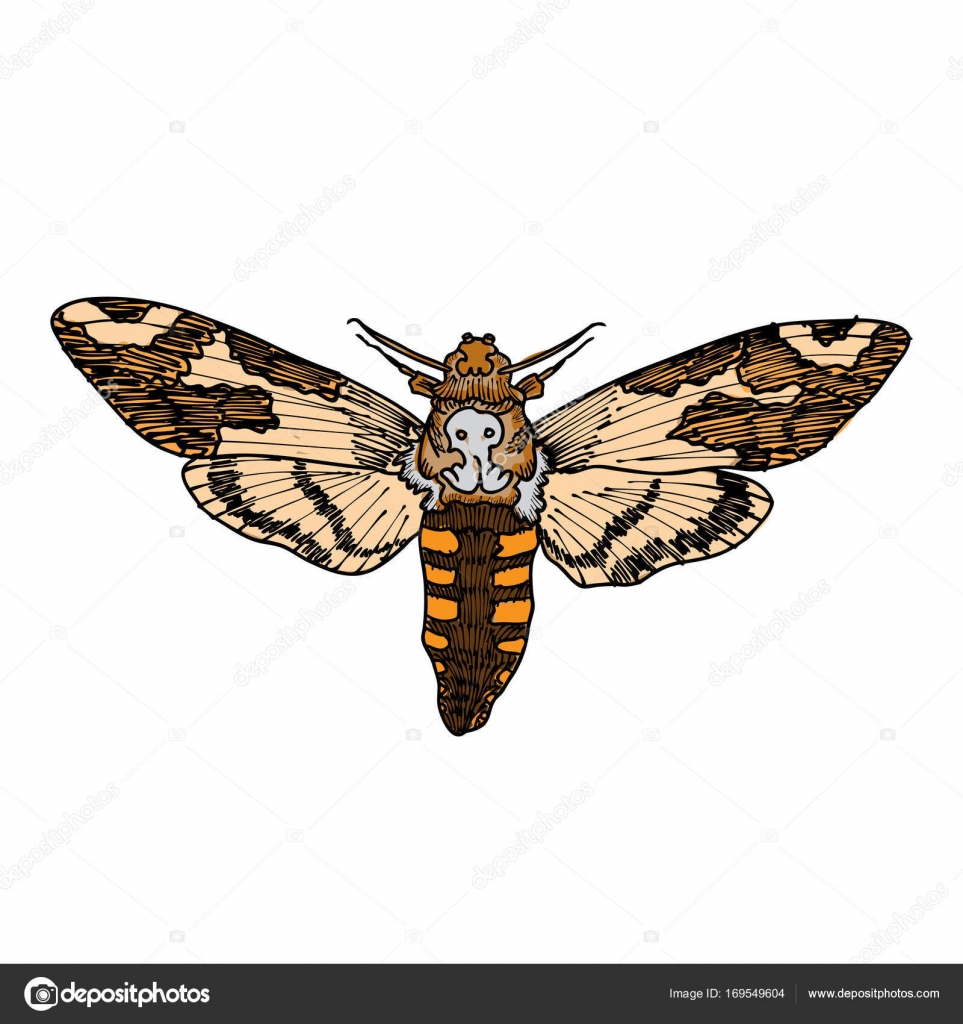 963x1024 Death's Head Hawk Moth Stock Vector Goldenshrimp