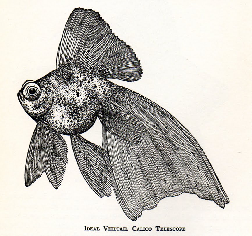 866x811 The Vintage Moth Vintage Clip Art Here Fishy Fishy