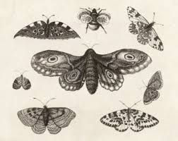 252x200 Scientific Insect Drawings