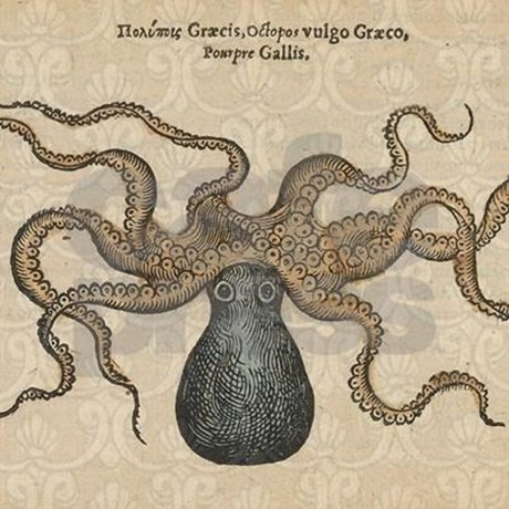 460x460 A Vintage Octopus Image, From A Wildlife Anatomy Book Published