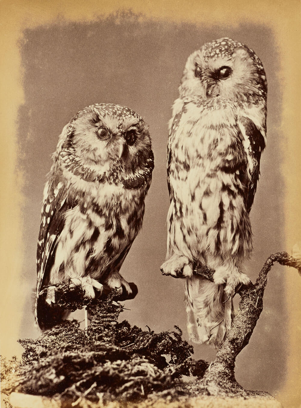 1000x1352 Antique Owls Capricorn Press