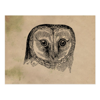 324x324 Barn Owl Drawings Postcards Zazzle