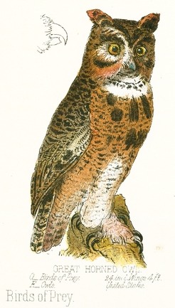 246x433 Great Horned Owl Drawing