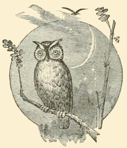 250x292 Vintage Drawing Of An Owl In The Moonlight. Art Work