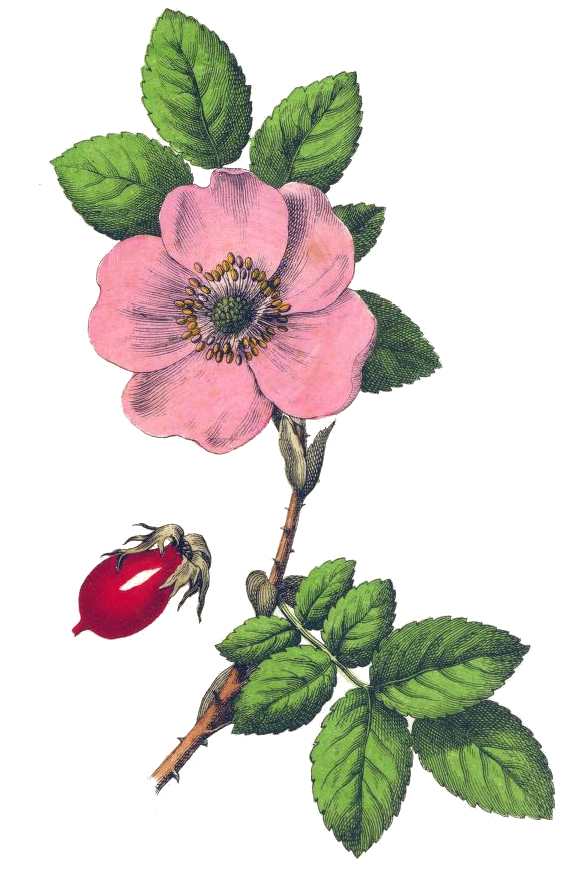 578x869 Pink Rose Drawing