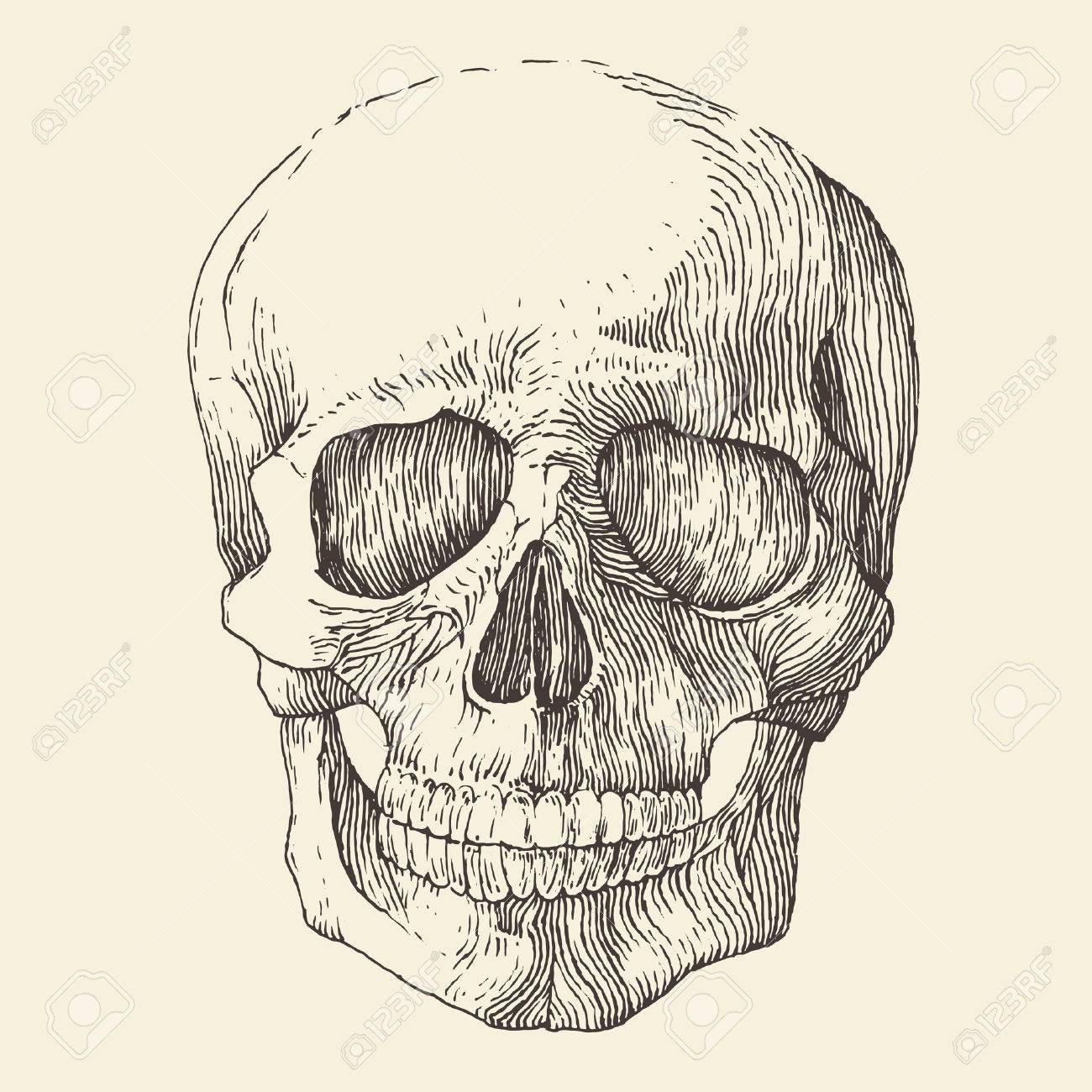 1300x1300 Human Skull Vintage Illustration Engraved Retro Style Hand Drawn