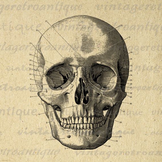570x570 Skull Diagram Image Digital Download Printable Skull Illustration