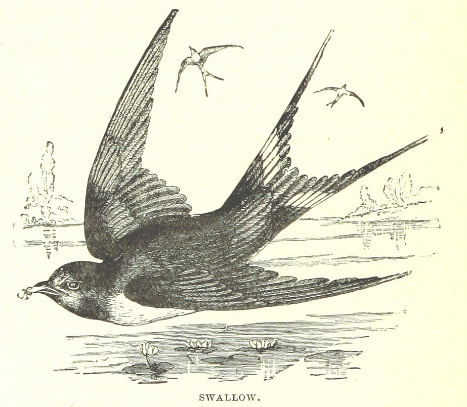 923x805 Vintage Birds Archives