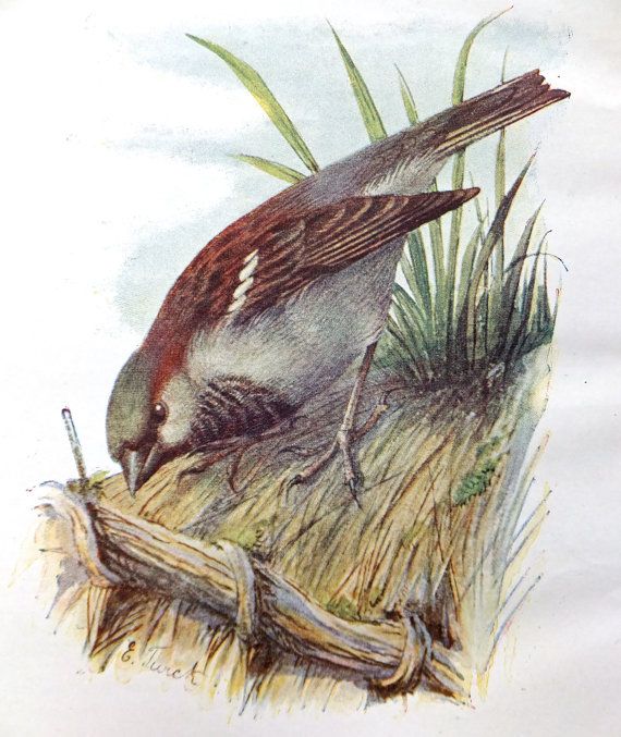 570x677 House Sparrow Drawings Vintage