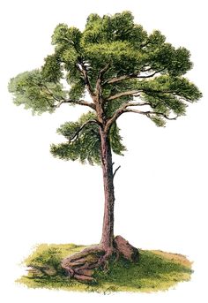 236x343 Antique Clip Art