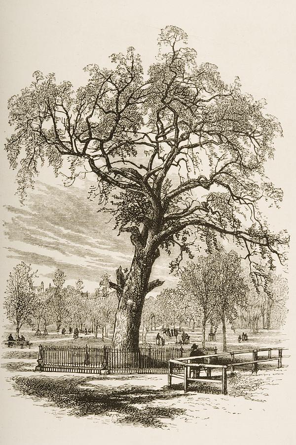 600x900 Boston Massachusetts, The Liberty Tree Drawing By Vintage Design Pics