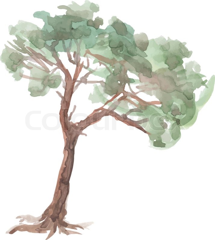 714x800 Pine Tree On A White Background. Watercolor. Sketch. Vector Trees