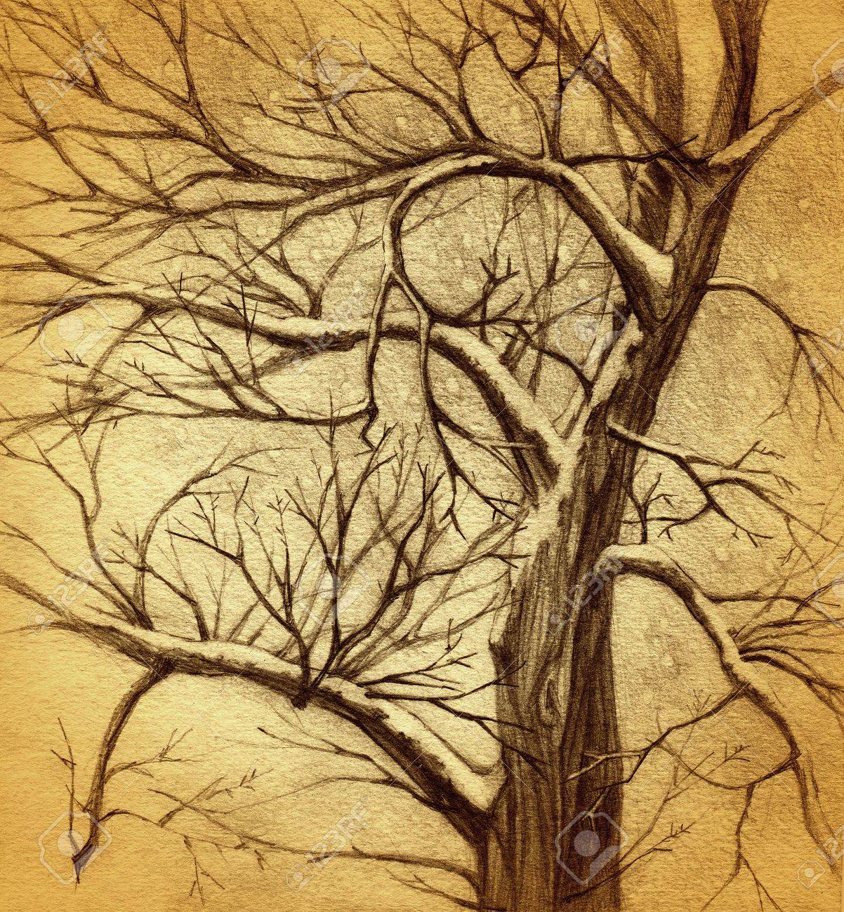 1202x1300 Vintage Tree Drawing Stock Photo, Picture And Royalty Free Image