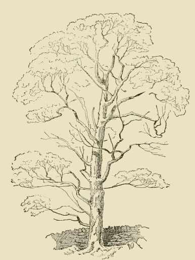 386x515 Vintage Tall Tree Drawing And Sketch. Eclectic Color Me
