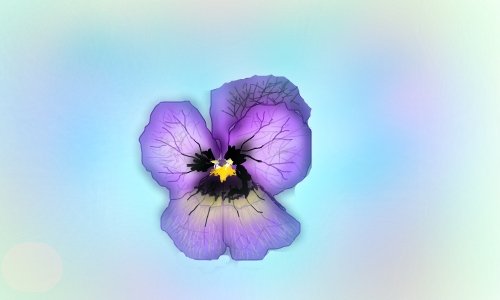 500x300 Violet Study A Plants Speedpaint Drawing By Jokkio