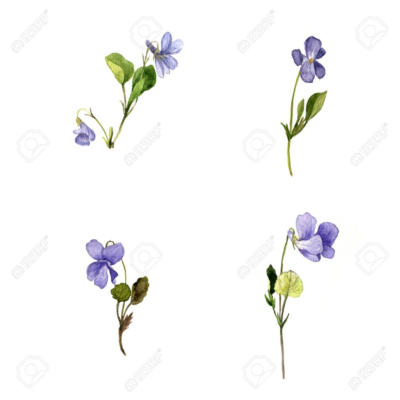 1300x1300 Watercolor Drawing Wild Blue Flowers, Plants Of Violets, Painted