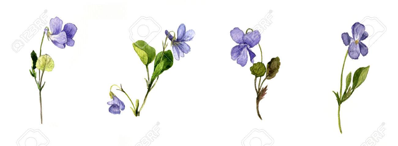 Violet Flower Drawing ~ Violet Flower Drawing Hand Drawn Floral Royalty ...