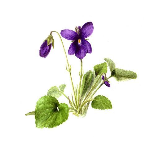 500x486 Violet Flower Illustration