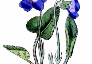300x210 Violet Flower Drawing