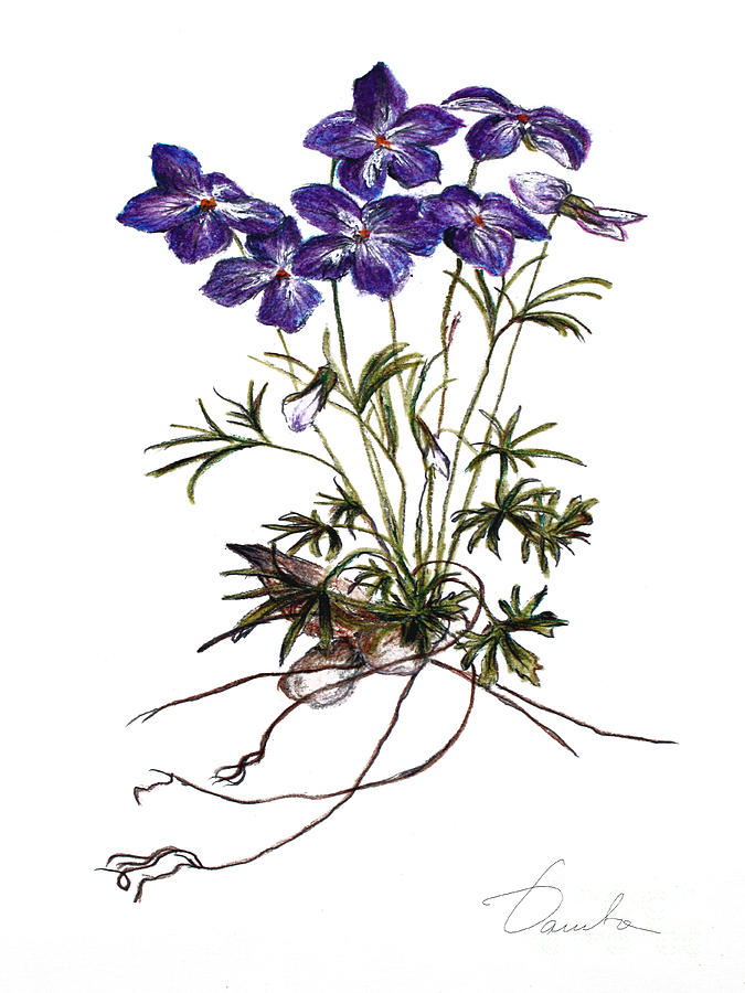 675x900 Violets Painting By Danuta Bennett