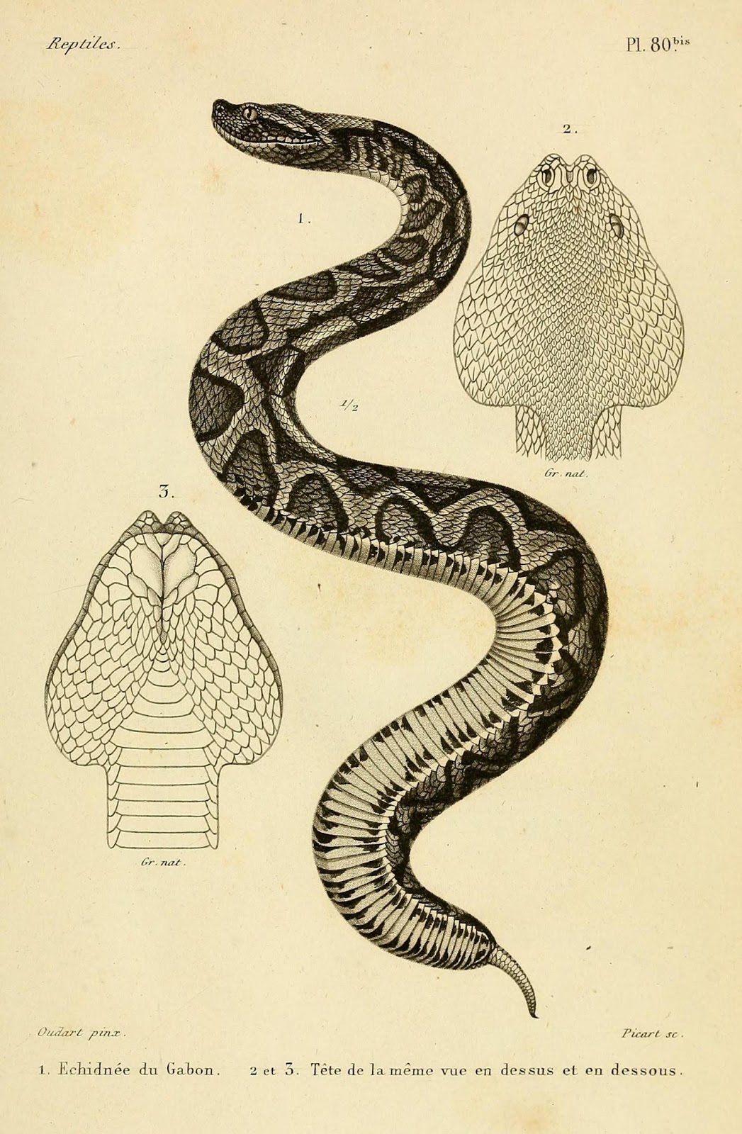 1047x1600 Life Is Short, But Snakes Are Long Africa's Giant Gaboon Vipers