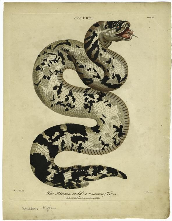 591x760 The Atropos, Or Life Consuming Viper. From New York Public Library