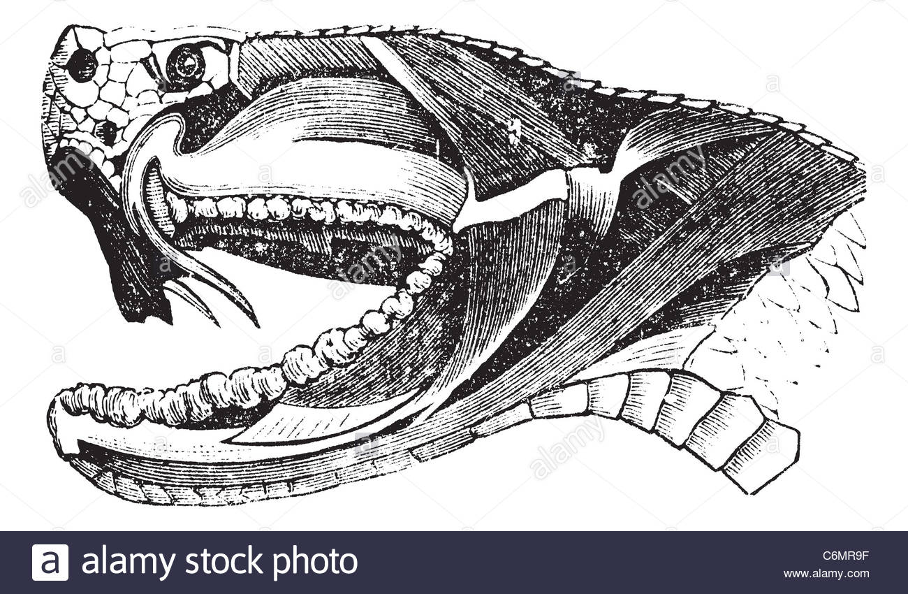 1300x850 Viper Snake Head, Vintage Engraving. Old Engraved Illustration