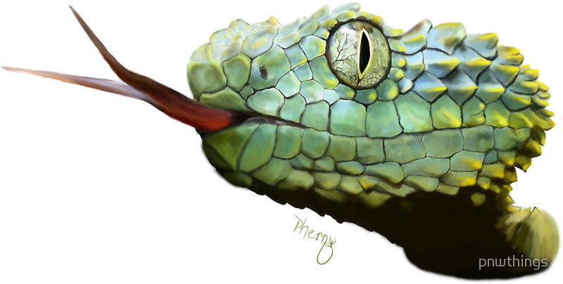 800x404 Zen Snake Viper Drawing Stickers By Pnwthings Redbubble