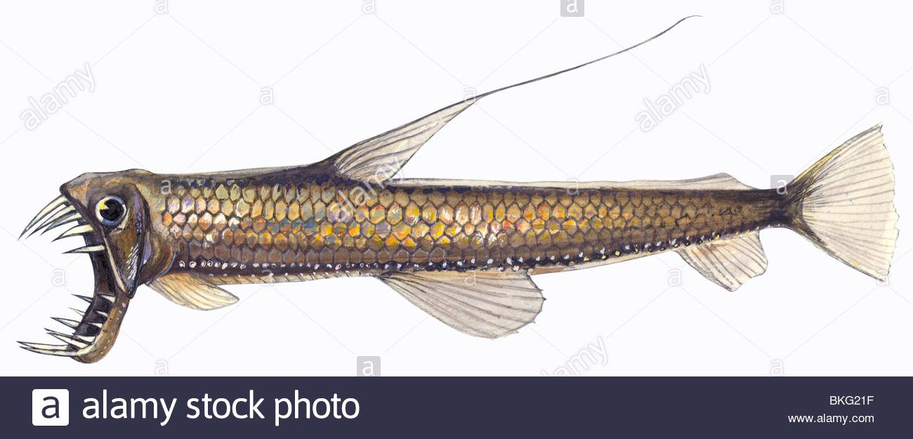 1300x625 Pacific Viperfish Stock Photo 29241675