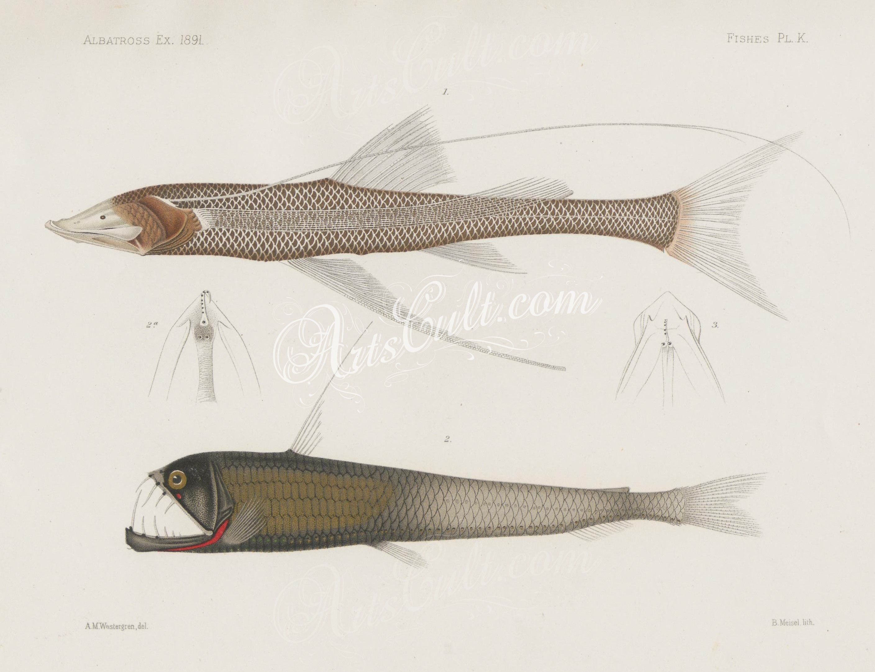 2817x2163 Fishes 04206 Attenuated Spider Fish, Chauliodus Barbatus, Sloane'S