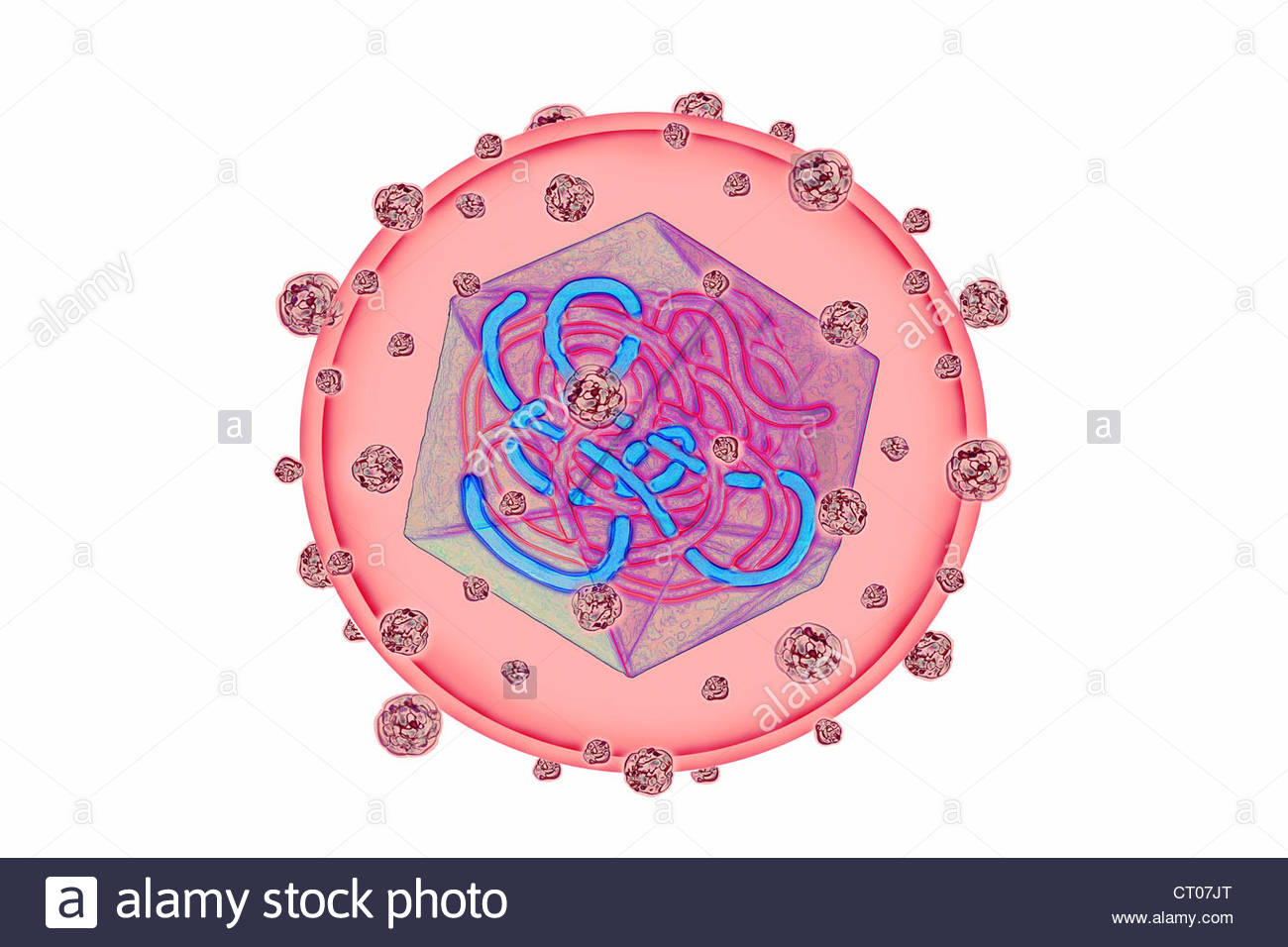 1300x956 Hepatitis B Virus, Drawing Stock Photo 49178496