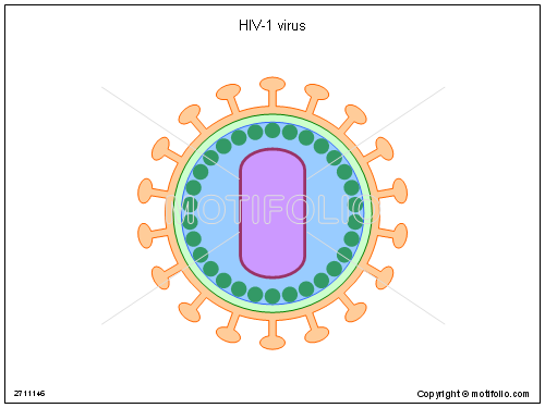 500x375 Hiv 1 Virus Illustrations
