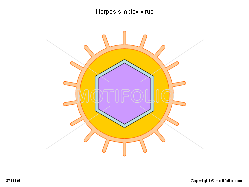 500x375 Herpes Simplex Virus Illustrations