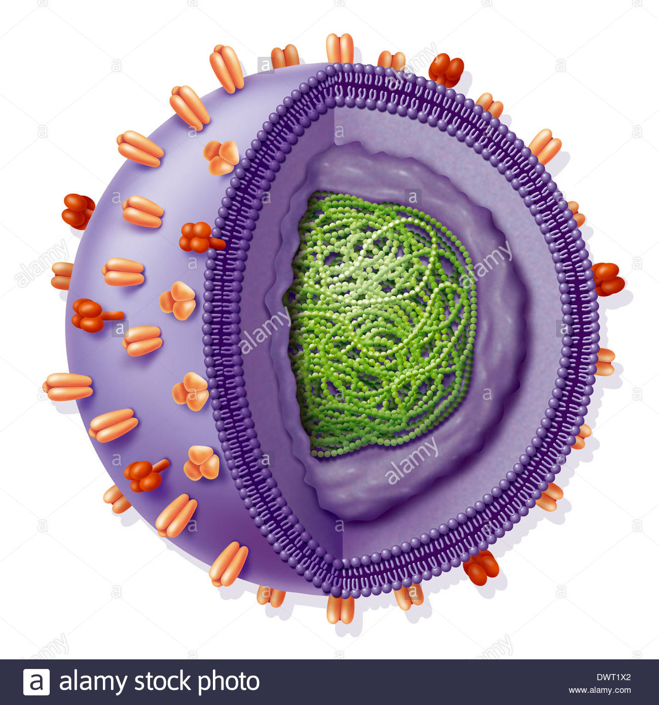1300x1390 Influenza Virus, Drawing Stock Photo 67525866